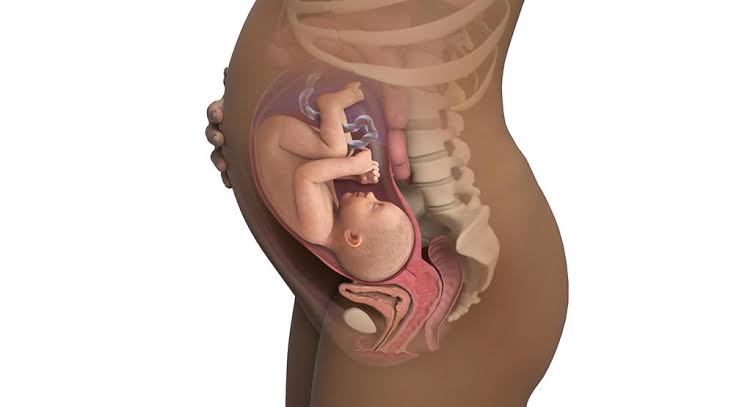 stages of pregnancy- Fetal Organs Mature - Week 31 to 34