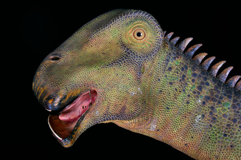 Nigersaurus dinosaur with 500 teeth